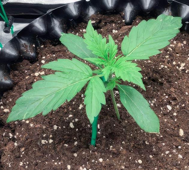 Растишка Godzilla Cookies Auto на 2 неделе