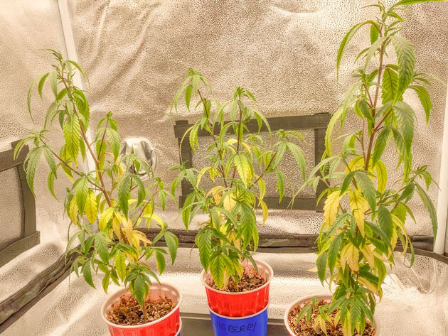 Кусты Blueberry Muffin от Humboldt Seed Company на 5 неделе