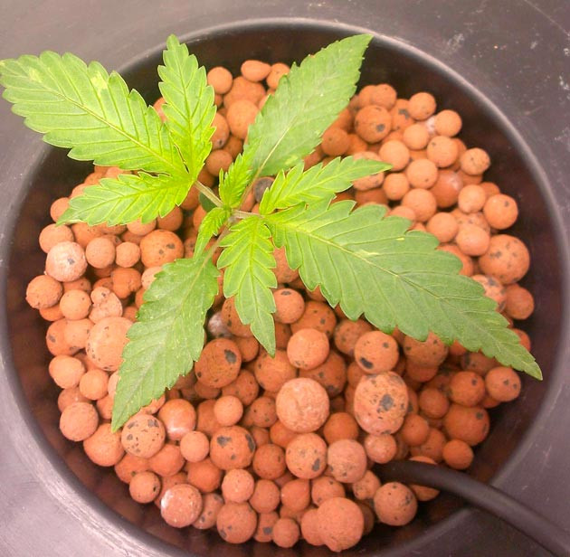 Куст Green Gelato от RQS на 3 неделе