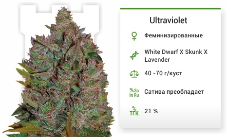 описание сорта Ultraviolet 