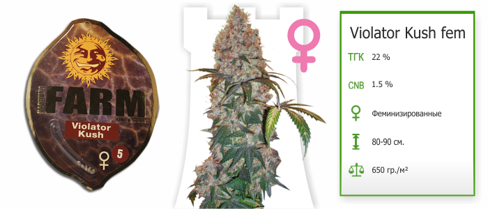 Violator Kush fem