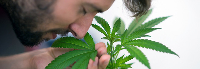 Лучшие слабопахнущие автоцветущие сорта конопли