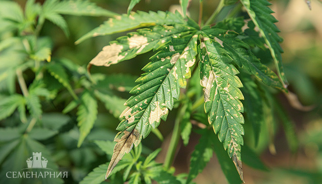 Как определить болезнь конопли по листу