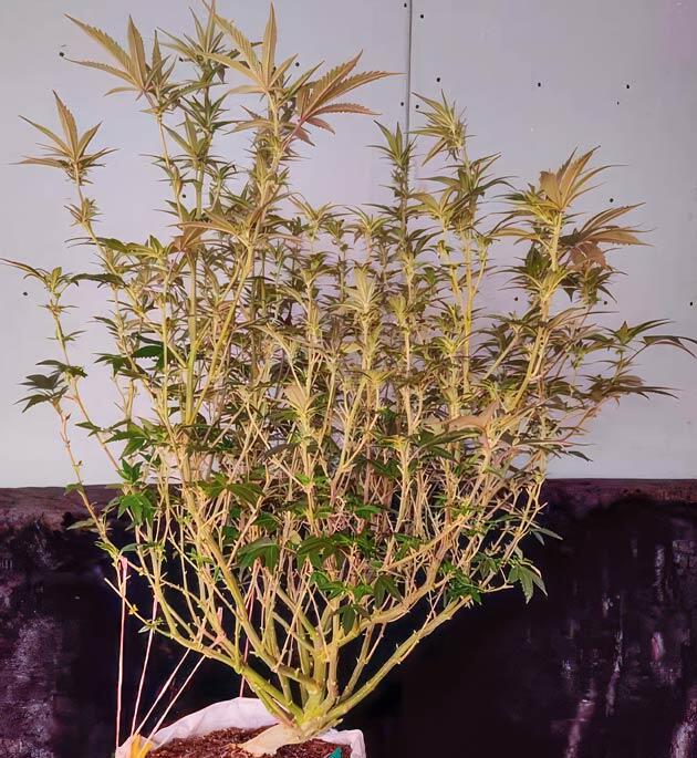 Сорт Dozy Doz на 12-13 неделе выращивания