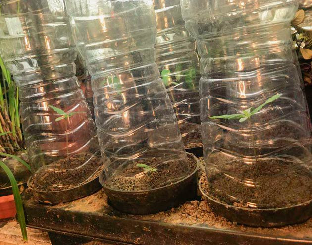 Росток Runtz Muffin от сидбанка Barney's Farm