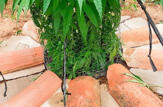 Куст Runtz Muffin на 13-16 неделе выращивания