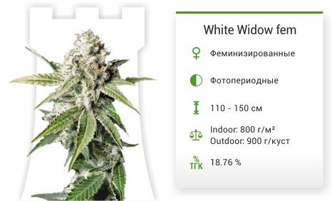 White Widow fem (Green House Seeds)
