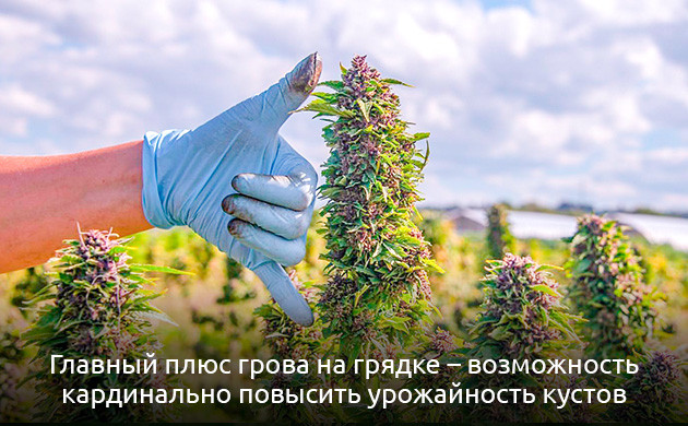 Выращивание конопли в открытом грунте