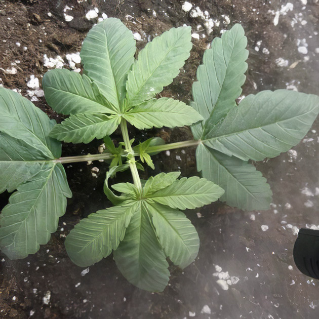 Куст конопли после топпинга