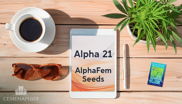 Гроурепорт сорта Alpha 21