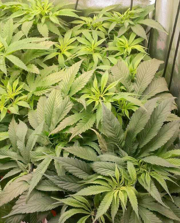 Куст Green Gelato на 9 неделе выращивания