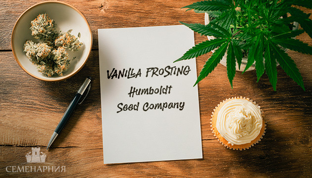 Гроурепорт сорта конопли Vanilla Frosting от Humboldt Seed Company Выращивание сорта марихуаны Vanilla Frosting от Humboldt Seed Company