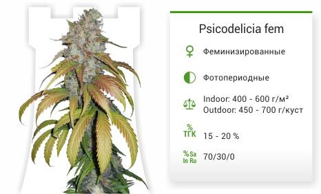 Psicodelicia fem от Sweet Seeds
