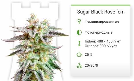 Sugar Black Rose fem (Delicious Seeds)