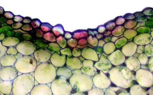 Эпидермис стебля в 40-кратном увеличении