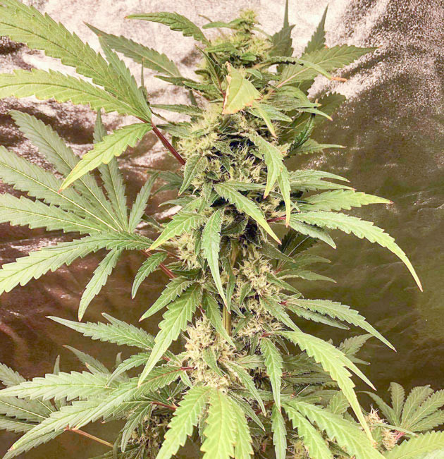 Куст DDoS #33 от Herbies Seeds на стадии цветения