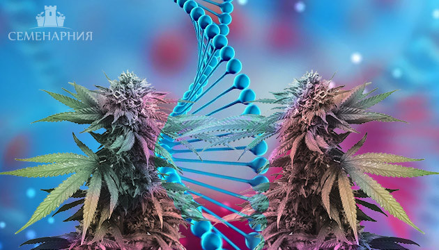 Два одинаковых растения