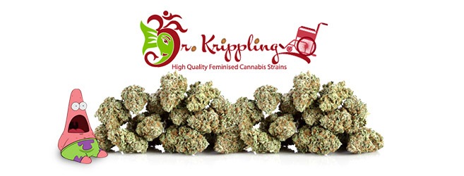 Урожайные сорта от Dr. Krippling Seeds