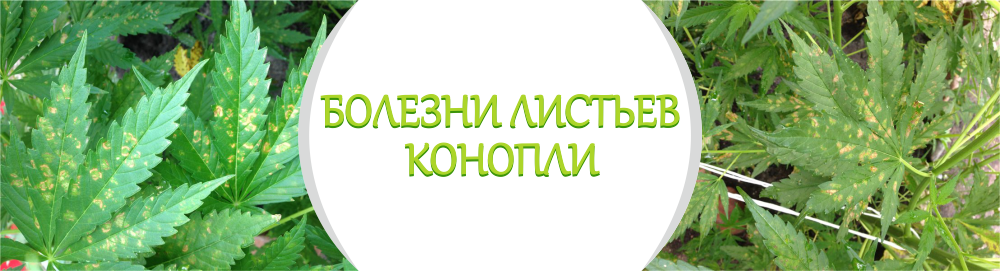 Заболевания конопли