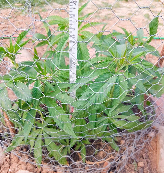 Куст Runtz Muffin на 10 неделе выращивания