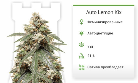 Auto Lemon Kix от Dutch Passion