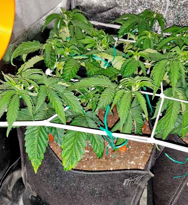 Куст LSD от Barney's Farm на 5 неделе развития