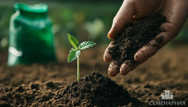 Удобрения необходимые конопле