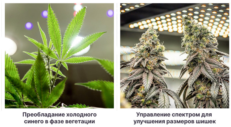 Влияние света на уровень ТГК Влияние спектров на уровень ТГК