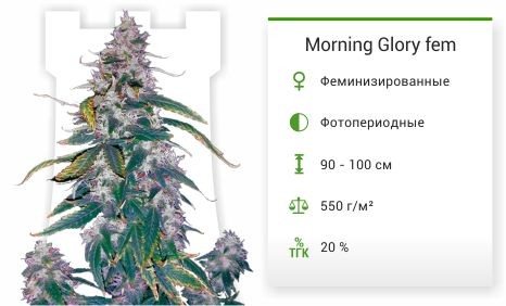 Morning Glory fem от Barney's Farm