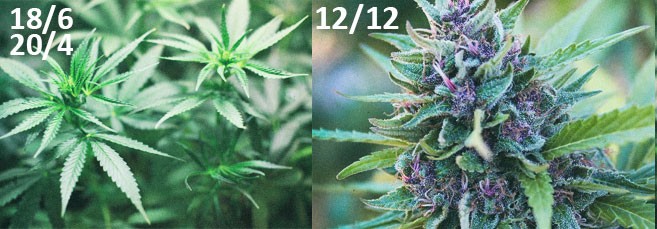 Световой режим 