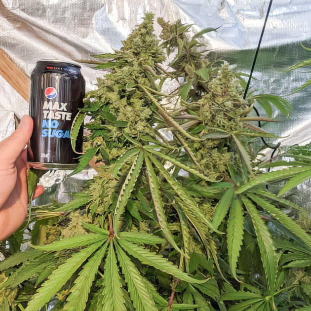 Урожай и дегустация: итоги грова Blue Gelato 41