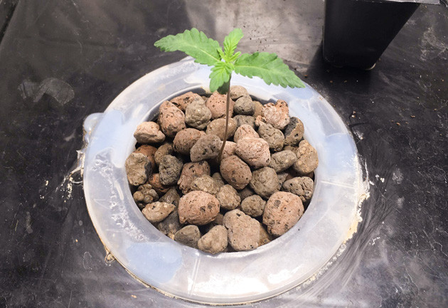 Росток DDoS #33 от сидбанка Herbies Seeds 