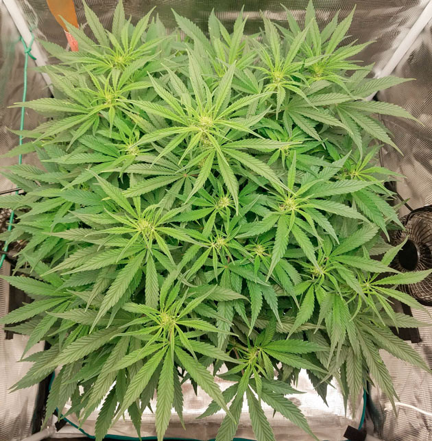 Куст Bruce Banner Auto на 8 неделе выращивания