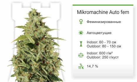Mikromachine Auto fem от Kannabia Seeds