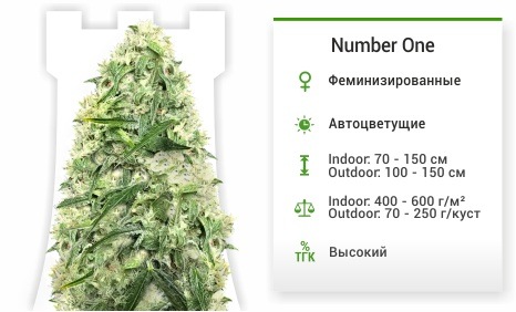 Number One auto (Doctor’s Choise)