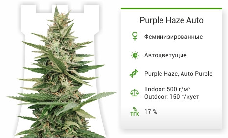 Purple Haze Auto от Original Sensible Seeds