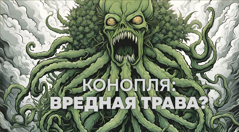 Конопля: вредная трава?
