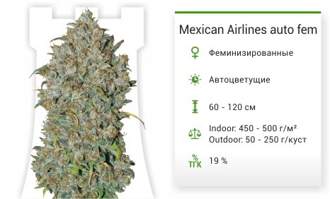 Mexican Airlines auto fem