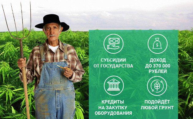 Плюсы выращивания технической конопли