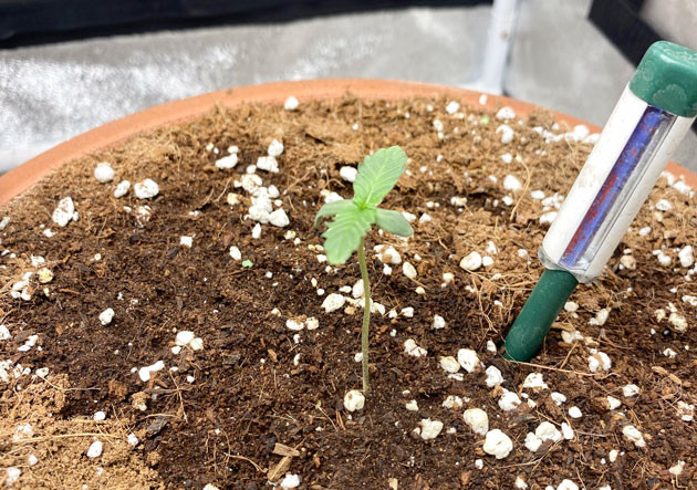 Росток Banana Purple Punch Auto от сидбанка FastBuds