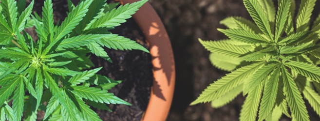 Где выращивать коноплю