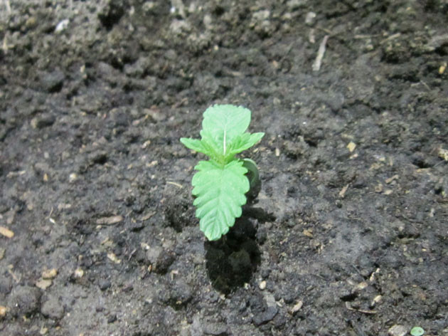 Росток Dozy Cookies от AlphaFem Seeds