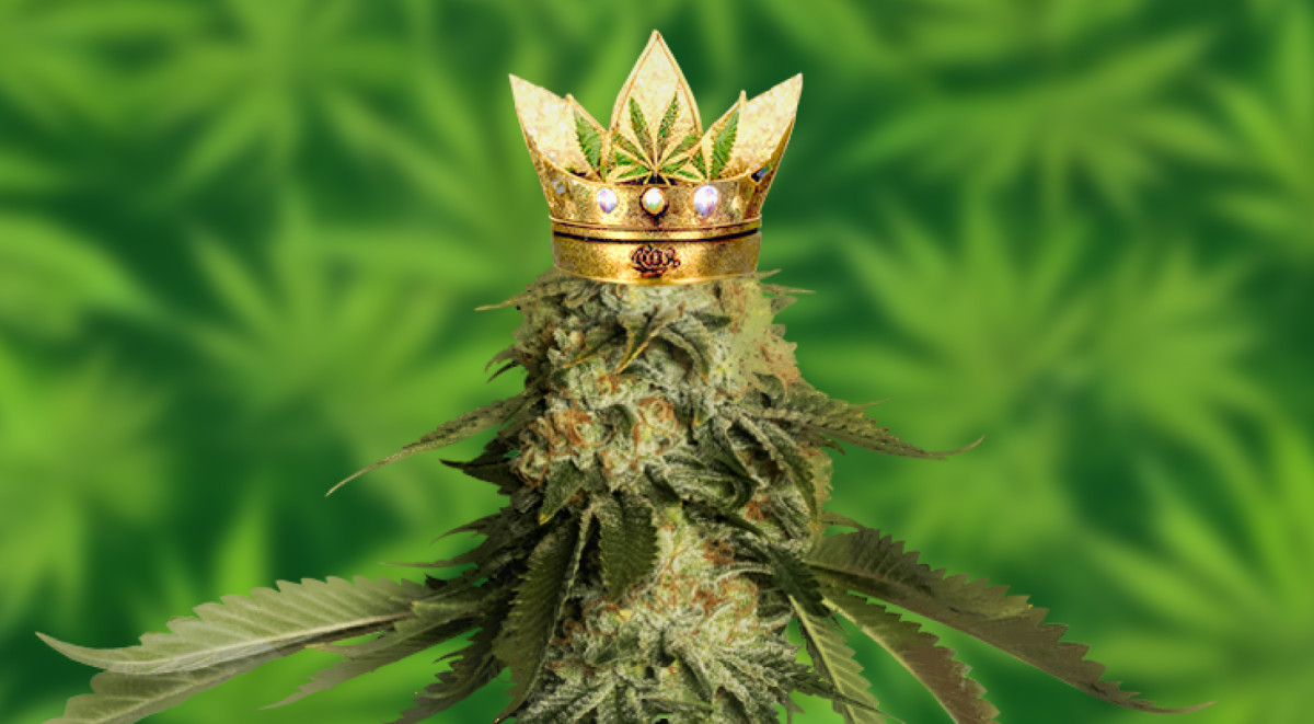 Чистая Сатива