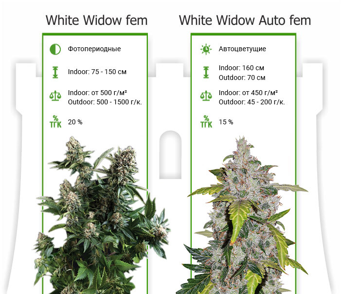 Характеристики сортов White Widow от Pyramid Seeds