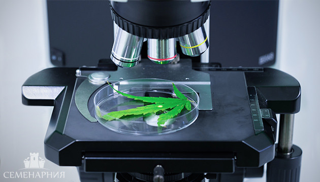 Каннабис под микроскопом