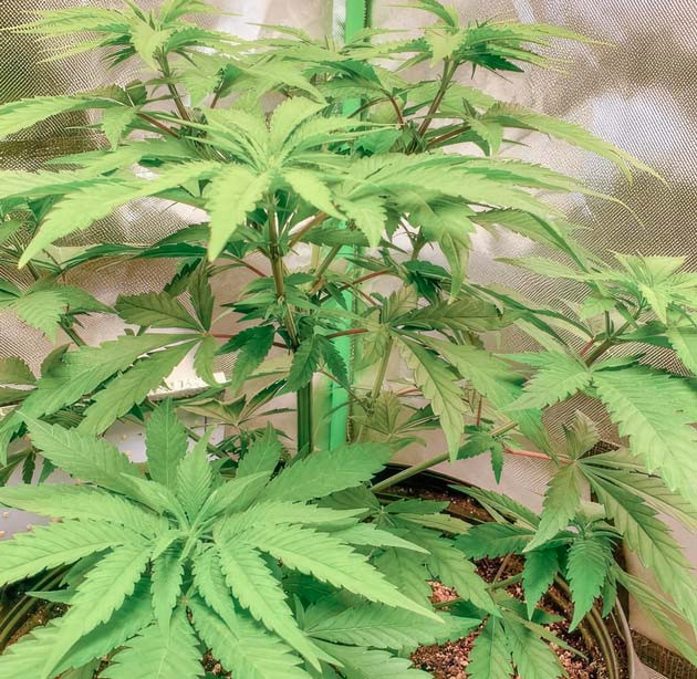 Куст Cafe Racer от Blimburn Seeds на 7 неделе