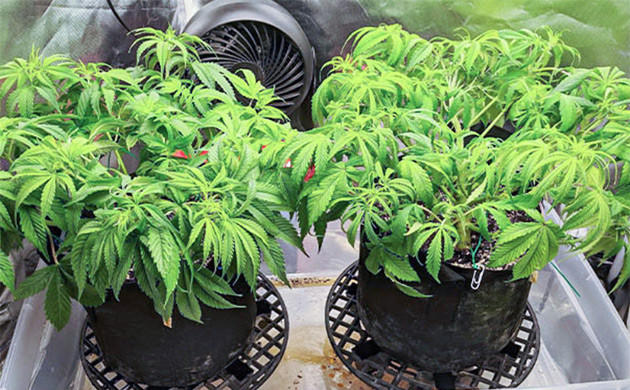 Цветущие кусты конопли