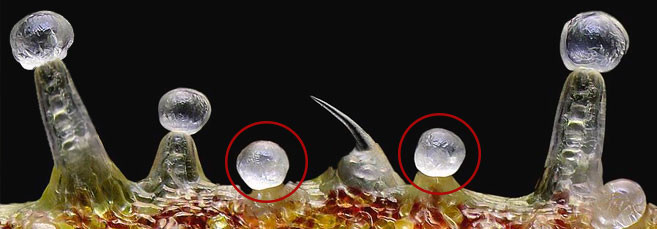 Как выглядят головчатые железы под увеличением