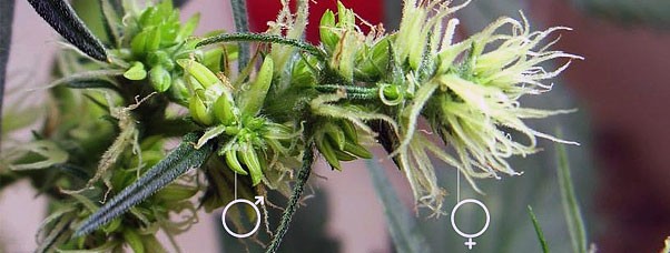 Гермафродиты и как с ними бороться