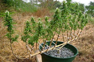 Изменение формы куса конопли Измените форму кустов